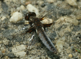 White Corporal